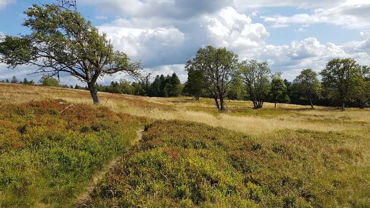 La Bresse été : www.petitecaille.fr